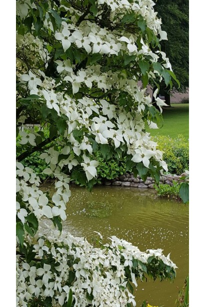 Дерен Коуза китайський